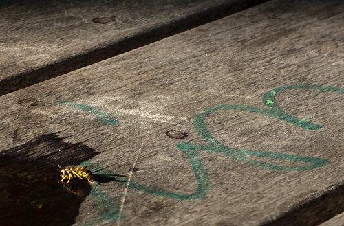 50273688217_36094061c5